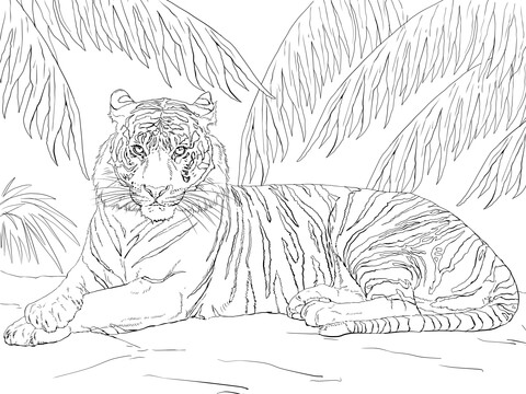 Sumatran Tiger Laying Down Coloring Page